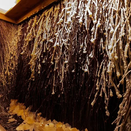 Bielik 아파트호텔 3*